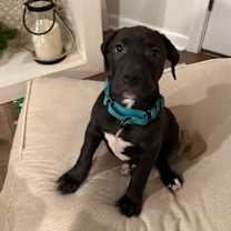 Thumbnail photo of Howard (AVAILABLE 1/11) #3