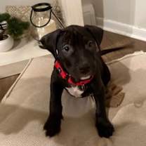 Thumbnail photo of Leonard (AVAILABLE 1/11) #1