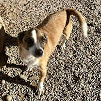 Thumbnail photo of Tramp #1