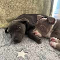 Thumbnail photo of Baby Natasha #4