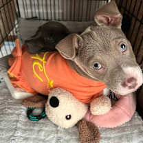 Thumbnail photo of Louie Monster #2