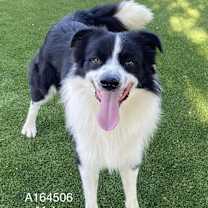 Thumbnail photo of Benski #1