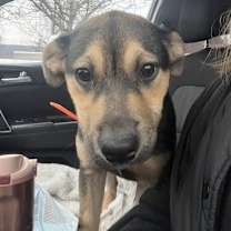 Thumbnail photo of Honey #1