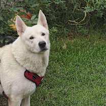 Thumbnail photo of Sam I Am #1