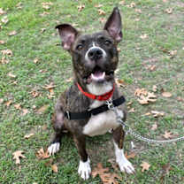 Thumbnail photo of Adonis #2