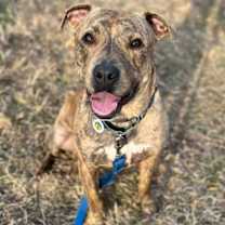 Thumbnail photo of Cyrus #1