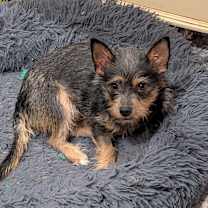 Thumbnail photo of Dora Seguidora #2