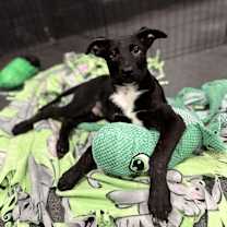 Thumbnail photo of Rugrats- Chuckie located in NC #1