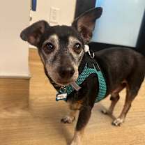 Thumbnail photo of Double Dribble 13650 #2