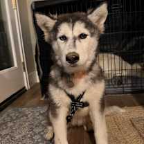 Thumbnail photo of Stormy #4