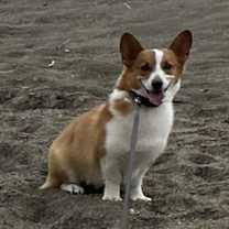 Thumbnail photo of Coco #4