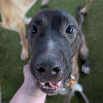 Thumbnail photo of Brodie #2