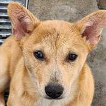 Thumbnail photo of Confessor Jiji #3