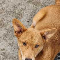 Thumbnail photo of Millibelle #2