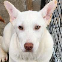 Thumbnail photo of Bretta #2