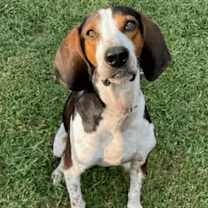 Thumbnail photo of Gibson #1