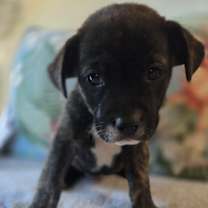 Thumbnail photo of Gertrude (Dixie’s litter) #1