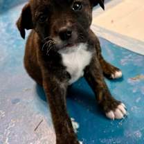 Thumbnail photo of Gertrude (Dixie’s litter) #2