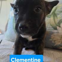 Thumbnail photo of Clementine (Dixie’s litter) #1