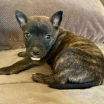 Thumbnail photo of Clementine (Dixie’s litter) #2