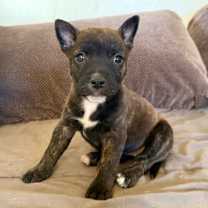 Thumbnail photo of Clementine (Dixie’s litter) #3