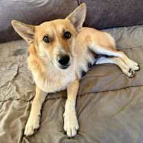 Thumbnail photo of Clementine (Dixie’s litter) #4