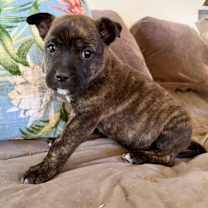 Thumbnail photo of Bess (Dixie’s litter) #3