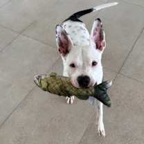 Thumbnail photo of Henry #1