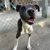 Thumbnail photo of Elmer Fudd #1