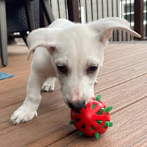 Thumbnail photo of Snoopy - *Available 12/27* Costa Mesa Location #1