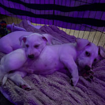 Thumbnail photo of Snoopy - *Available 12/27* Costa Mesa Location #2