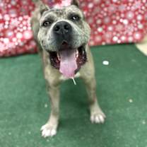 Thumbnail photo of Beau #2