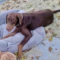 Thumbnail photo of Snickers #1