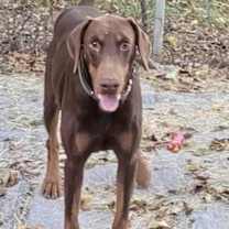 Thumbnail photo of Snickers #2