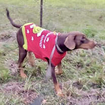 Thumbnail photo of Snickers #3