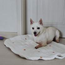 Thumbnail photo of Gummy #4