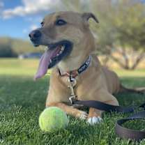 Thumbnail photo of Rue #2