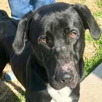 Thumbnail photo of Ryker #1