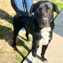 Thumbnail photo of Ryker #2