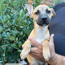 Thumbnail photo of Dutch #3