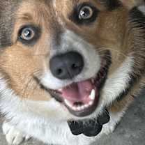 Thumbnail photo of Amelia Blue #3