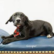 Thumbnail photo of Cooper #3