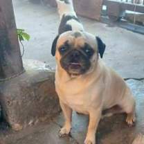 Thumbnail photo of Tobby #3