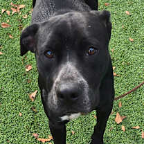 Thumbnail photo of Bear #2