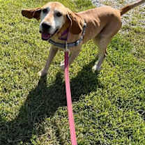 Thumbnail photo of Baxter *Sponsored Adoption #3