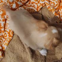 Thumbnail photo of Nash #2