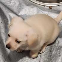 Thumbnail photo of Nelson #3