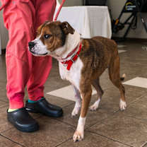 Thumbnail photo of Harley #3