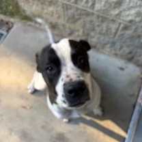 Thumbnail photo of Papa #1