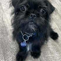 Thumbnail photo of Freddie Pug #1